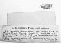 Nectriella chrysites image